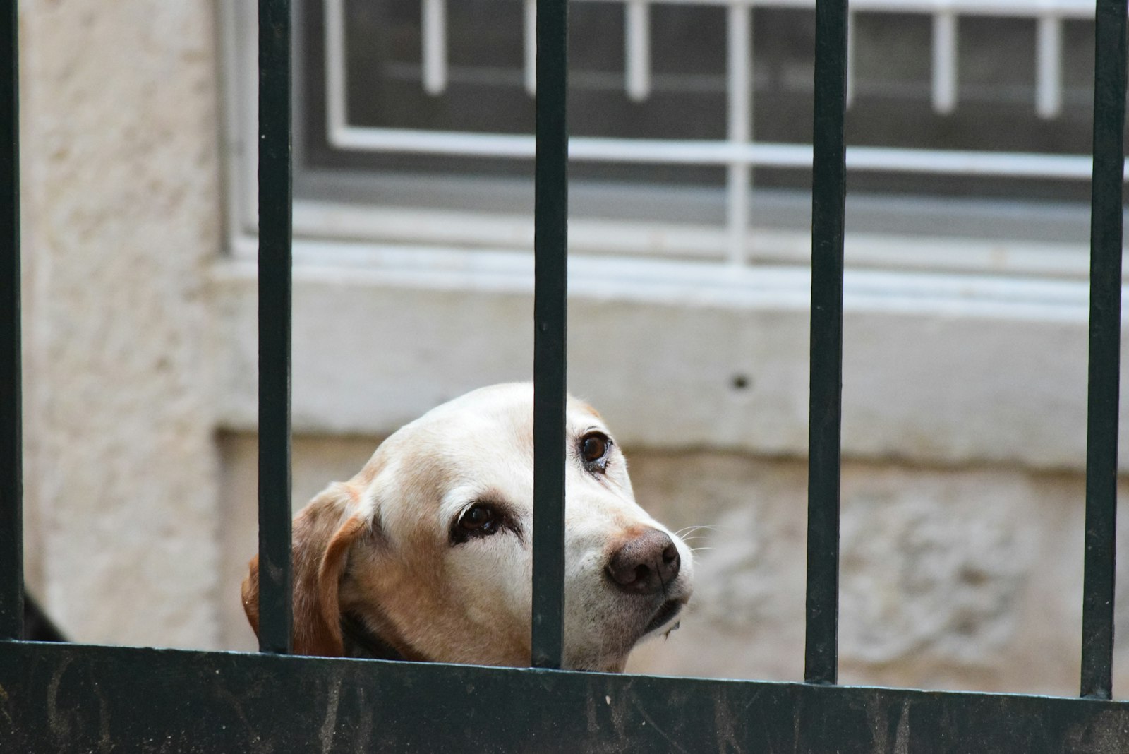 Dog Boarding in Brentwood: What Boarding Contracts and Liability Waivers Actually Say